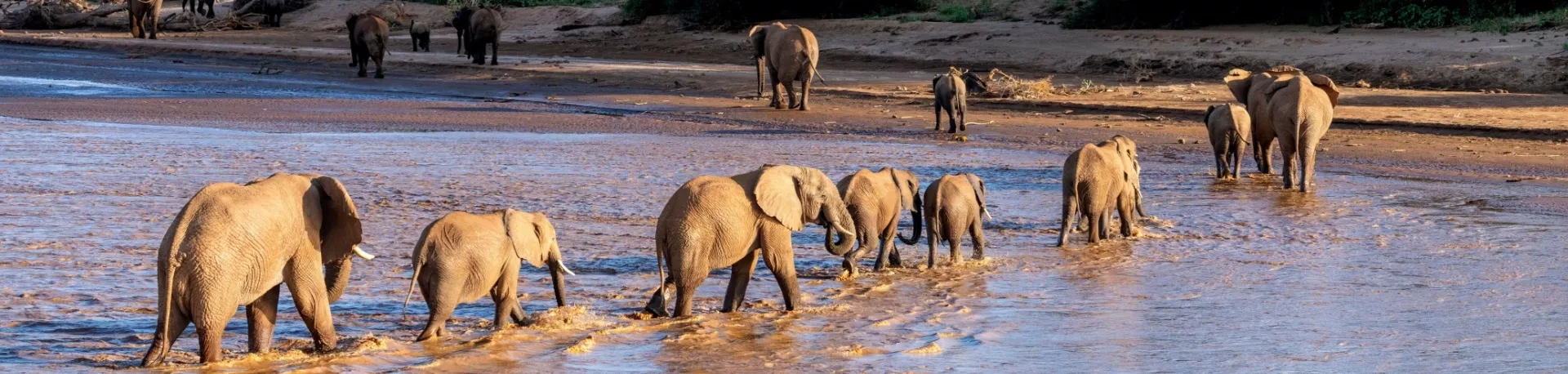 Kenia olifanten Samburu Nationaal Park