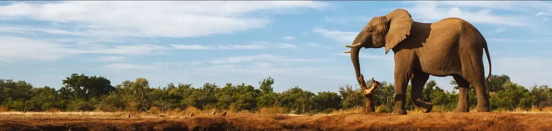 Zuid-Afrika olifant