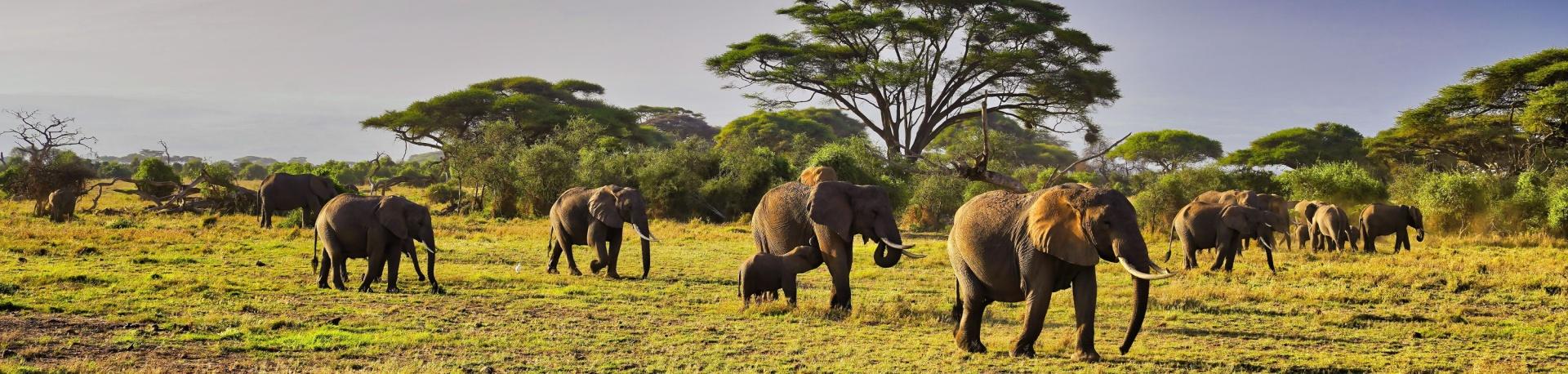 Tips safaris, Kenia