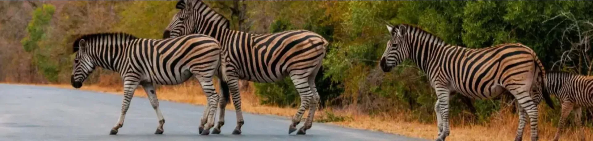 Zebra's in Zuid-Afrika