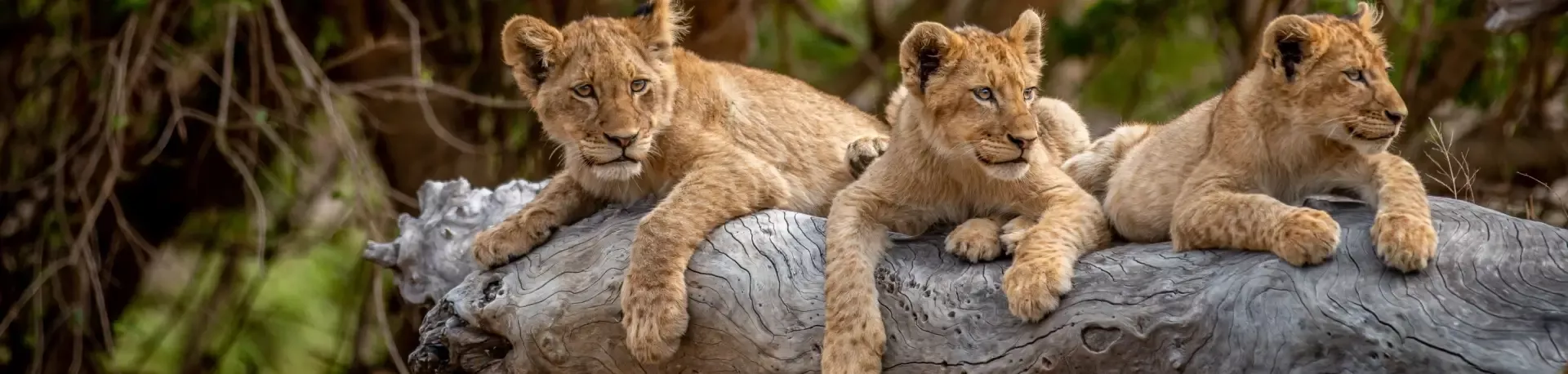 Zuid-Afrika Kruger Nationaal Park leeuwenwelpjes