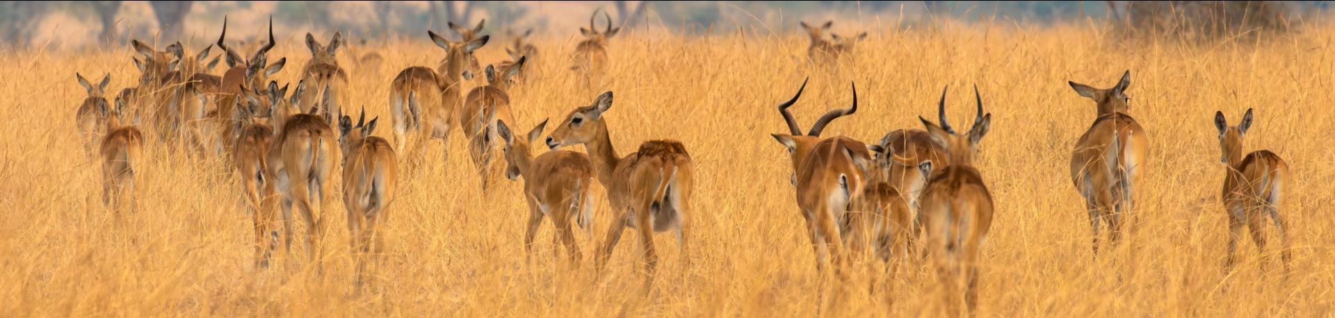 Oeganda, gazelle