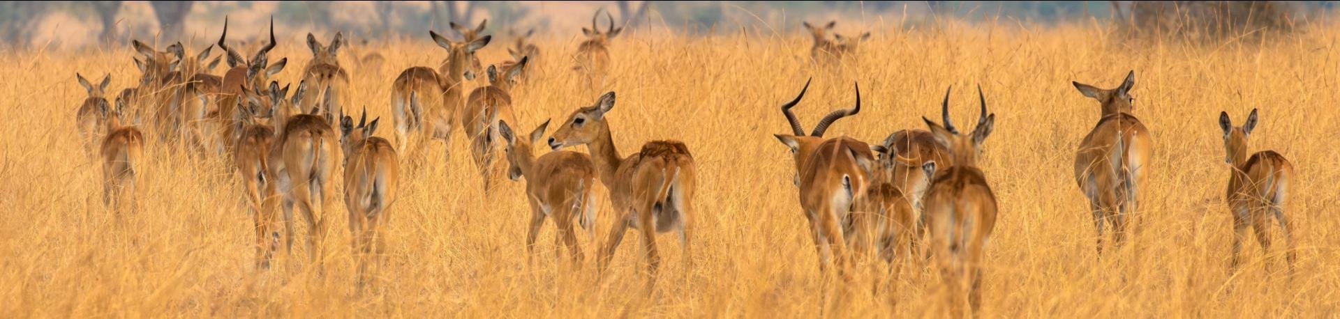 Oeganda, gazelle