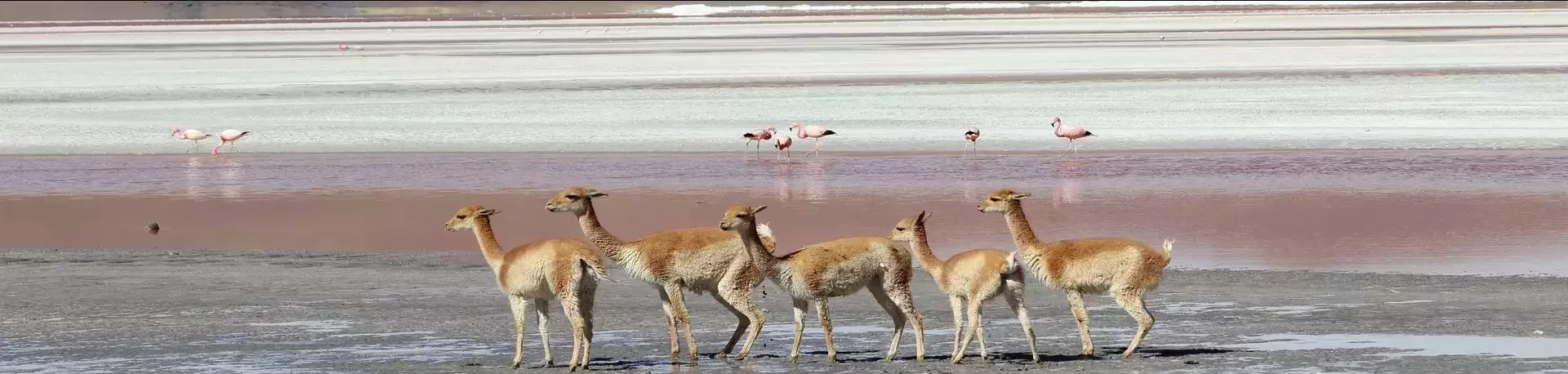 Rondreizen Bolivia, Uyuni zoutvlakte