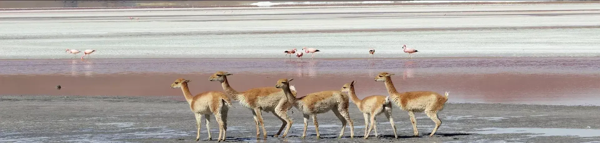 Rondreizen Bolivia, Uyuni zoutvlakte