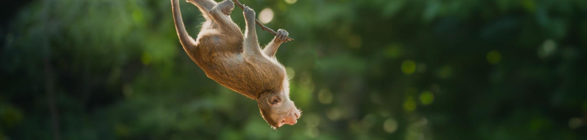 Tips dieren in gevangenschap, aapje