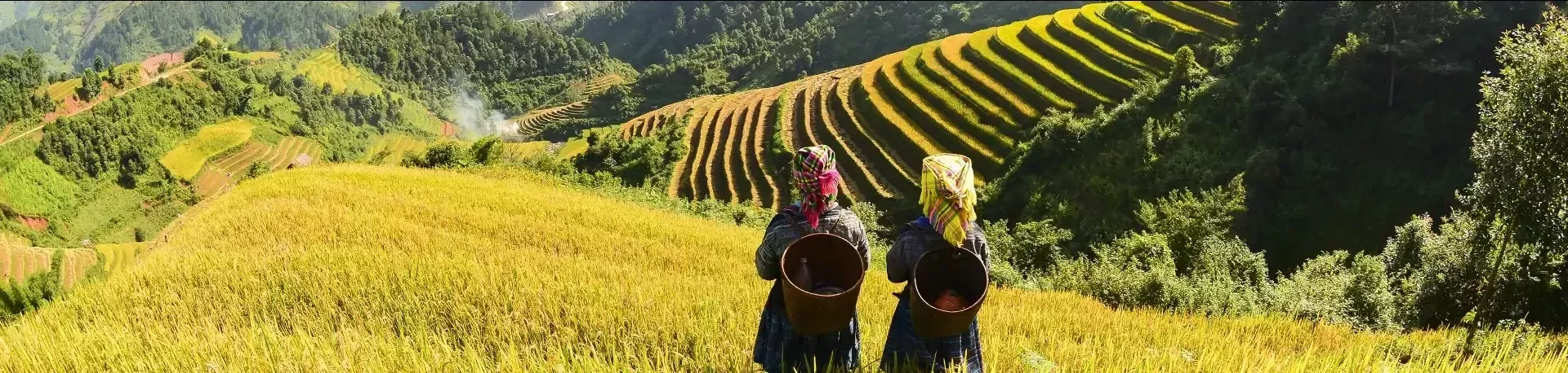 Vietnam_rijstvelden