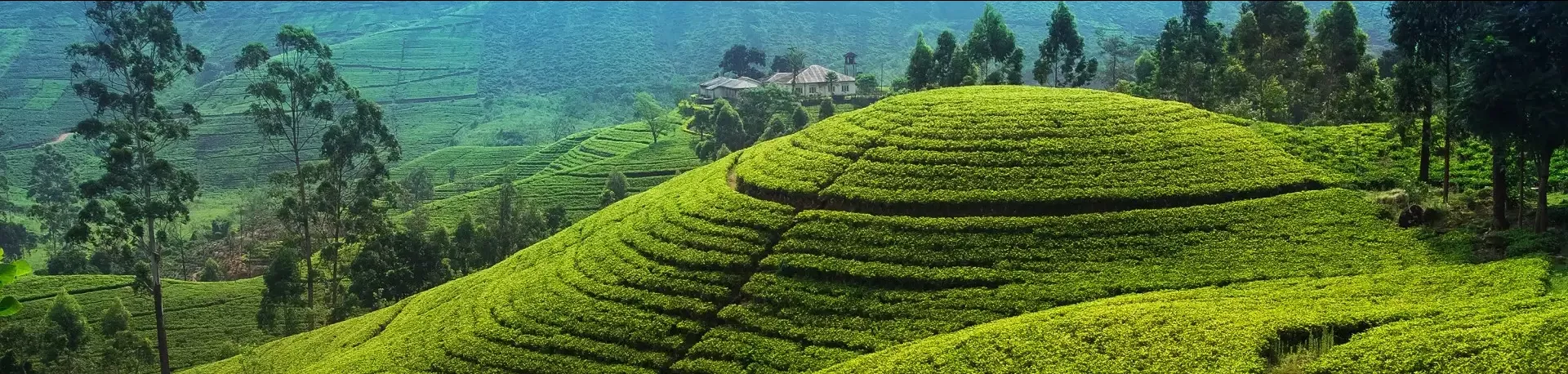 Sri Lanka Nuwara Eliya