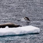 Weddell seal