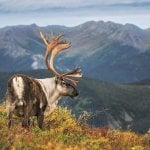 Alaska