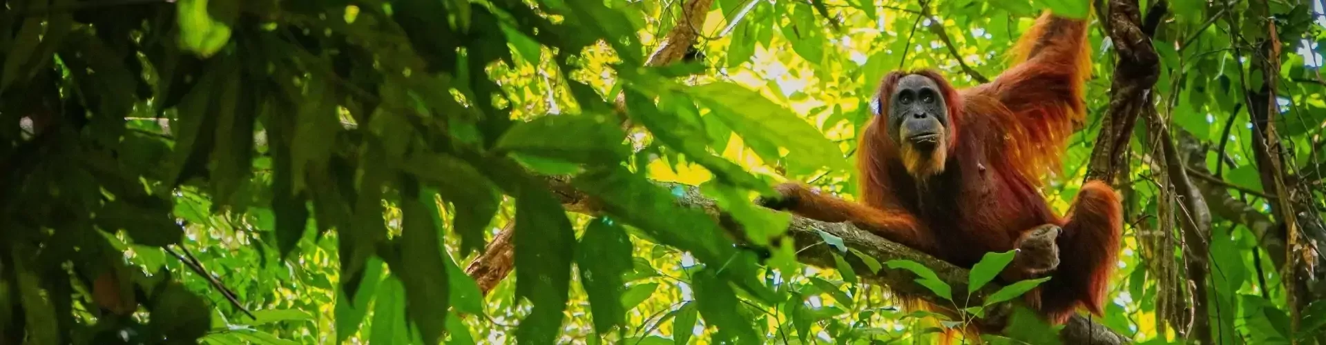 Orang oetan Sumatra Indonesie