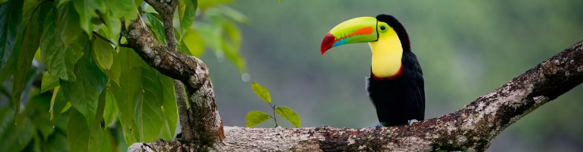 Costa Rica toekan