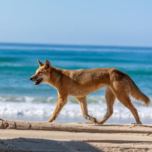 Dingo op Fraser Island