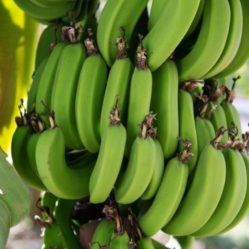 Luxor Bananeneiland