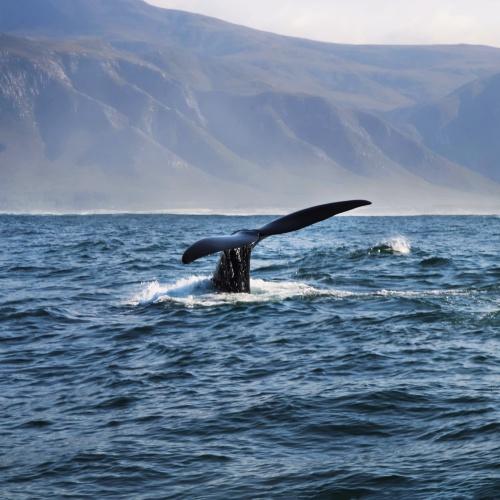 Walvistocht Hermanus