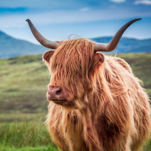 Schotland Schotse Hooglanders