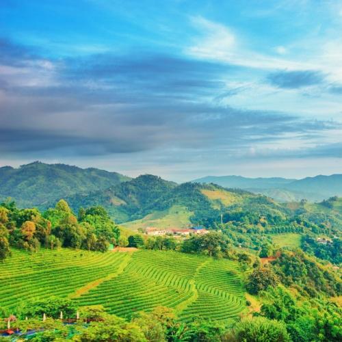 Theeplantage bij Doi Mae