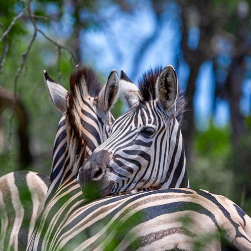 Zebra in Tarangire, Tanzania