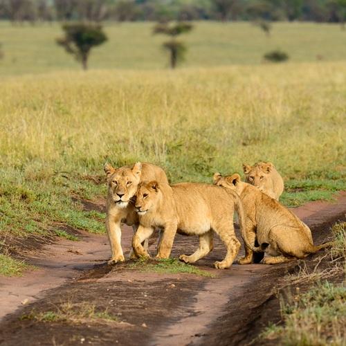 Leeuwinnen in Serengeti, Tanzania