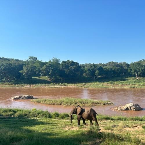 Olifant in Kruger (Hoedspruit)