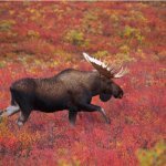 Denali Nationaal Park