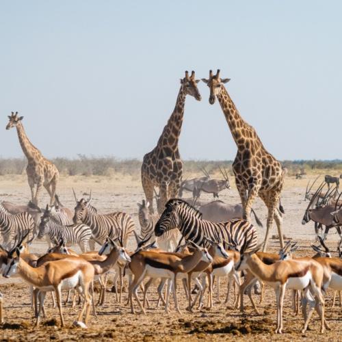 Etosha Nationaal Park