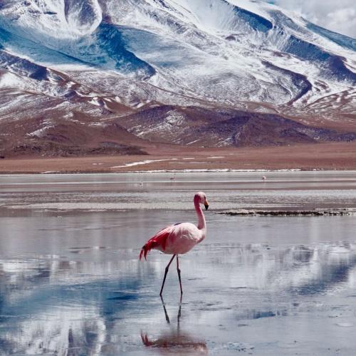 Flamingo bij salar de Uyuni