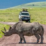 Neushoorn in Ngorongoro