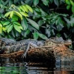 Krokodil in Tortuguero Nationaal Park