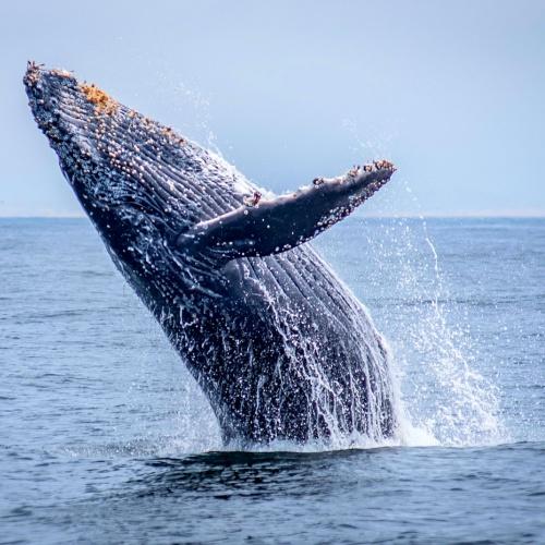 San Fransisco, walvis spotten