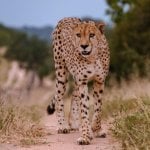Cheetah, Kruger Nationaal Park (Hazyview)