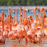 Celestún, flamingo