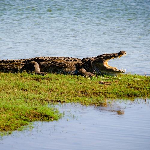 Sri Lanka, Krokodil in Udawalawe NP