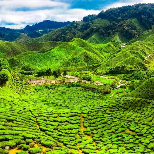 Cameron Highlands