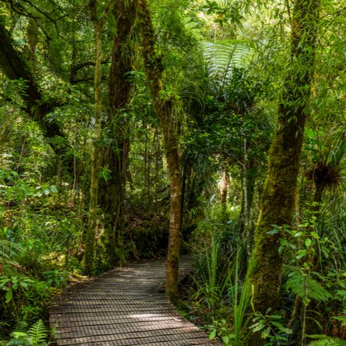 Waipoua Forest