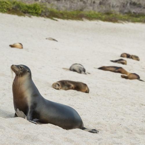 Zeeleeuwen op Loberia Island