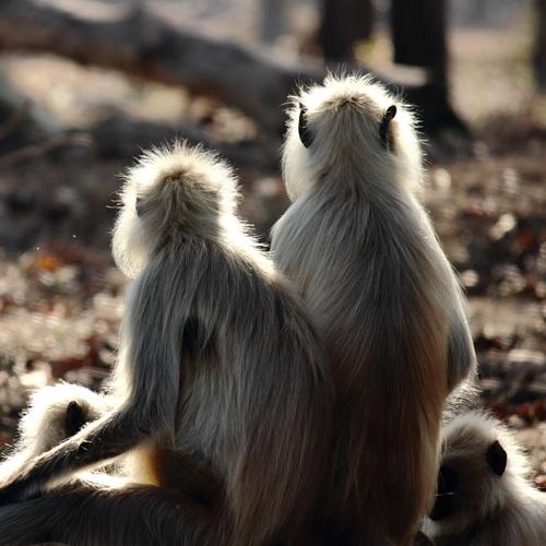 Kanha Nationaal Park, apen