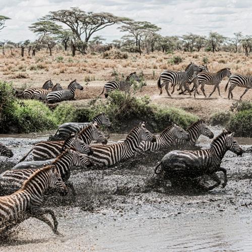 Migratie in Serengeti, Tanzania