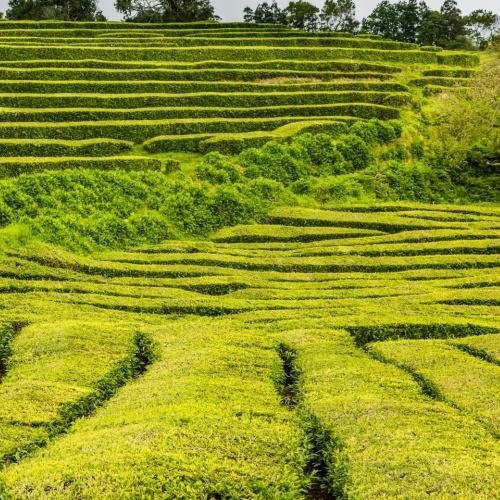 Chá Gorreana Thee