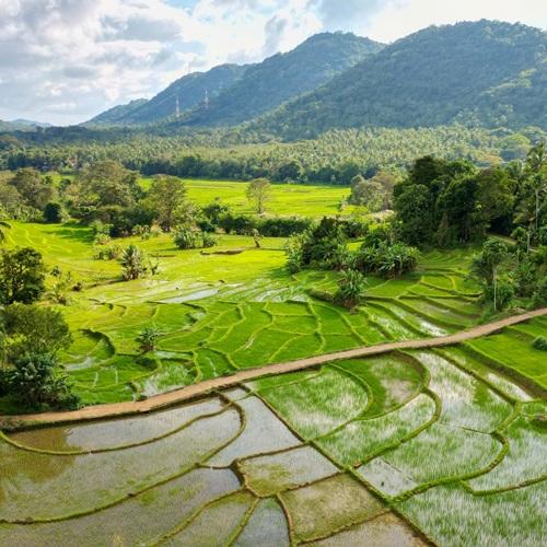 Sri Lanka, Rijstvelden