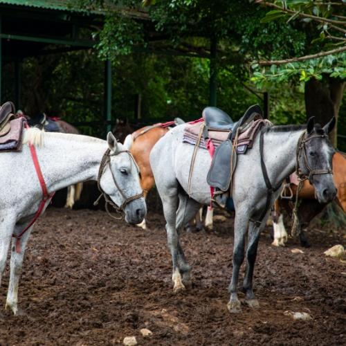 Paardrijden door het bos in Guanacaste
