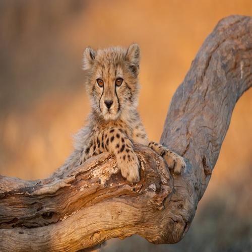 baby jachtluipaard in Hluhluwe National Park
