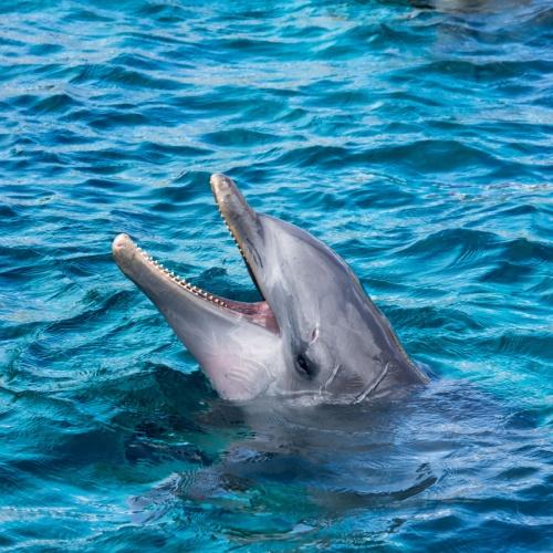 Dolfijn in Isla Aguada