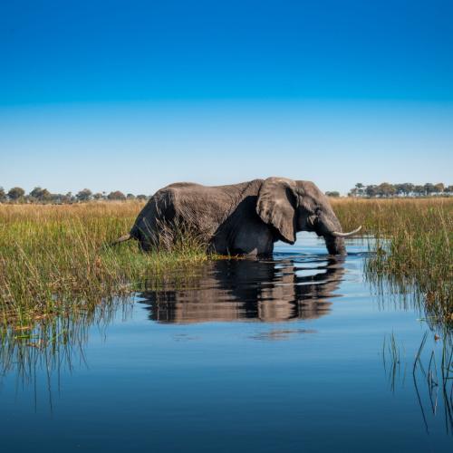 Olifant in de Okavango Delta