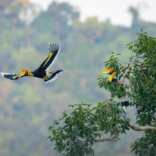 neushoornvogel, Khao Sok