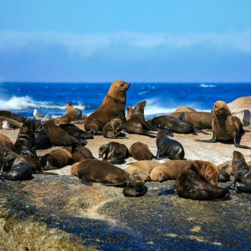 Seal Island, Kaapstad