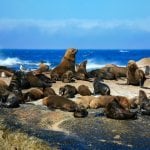 Seal Island, Kaapstad