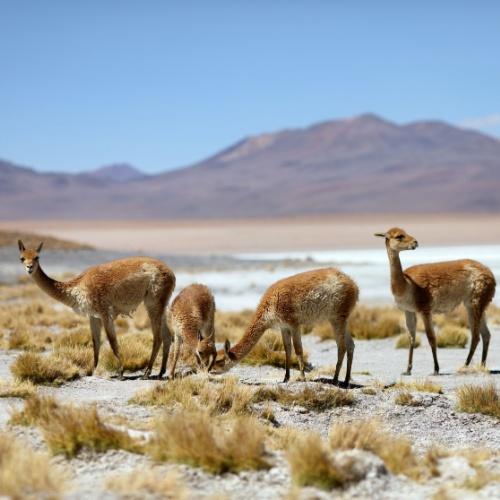 Vicuñas nabij Salar de Uyuni
