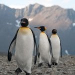 Antarctic convergence Area