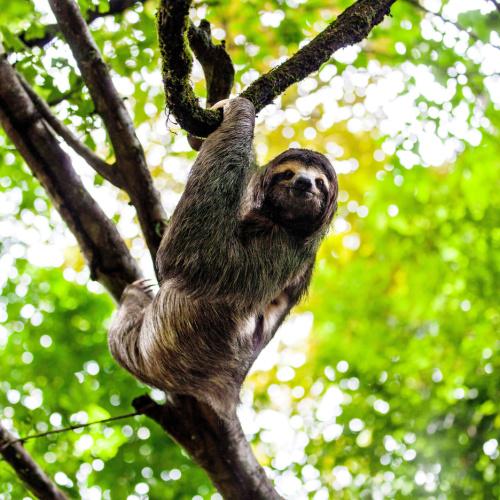Manuel Antonio